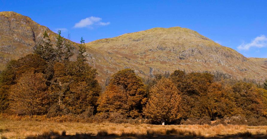 Autumn Tree Line